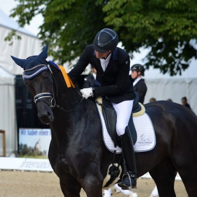 Oldenburg Horses